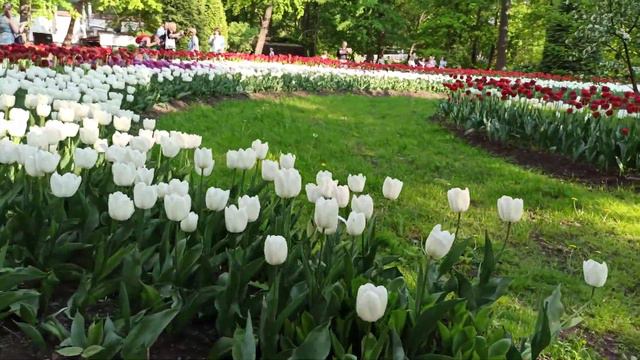 Фестиваль тюльпанов в ЦПКиО - 2023. Цветник "Любовь" смотреть онлайн