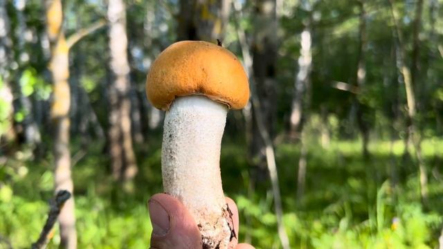 НУ НАКОНЕЦ ТО ! ПОДОСИНОВИКИ ПОШЛИ ! УРА ! Грибы 2023 ! смотреть онлайн