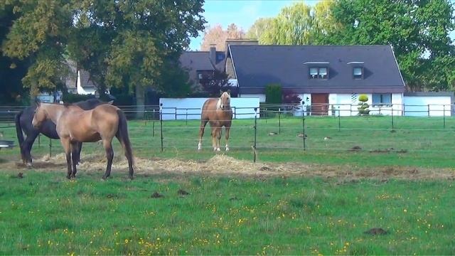 Лошади Германии, Ангермунд (Angermund)Животные, животный мир, Аnimals,Tiere смотреть онлайн