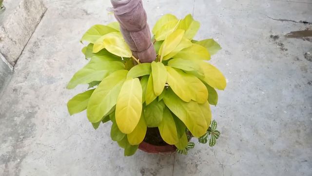 Care Tips Of Philodendron Golden And🌱 Nursary Se Kese Plant Ka Selection Kre