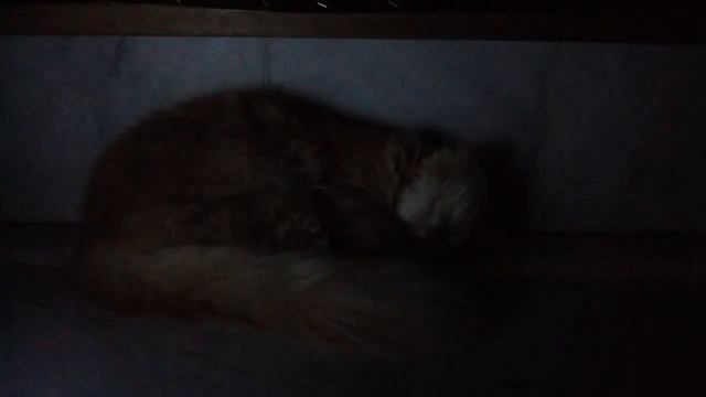 What does the cat says Parody смотреть онлайн