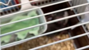 ПОКУПАЮ КРЫС?|моя мечта❤️?|влог 1 дня моих крысок?