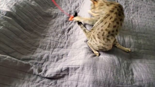 savannah f5 смотреть онлайн
