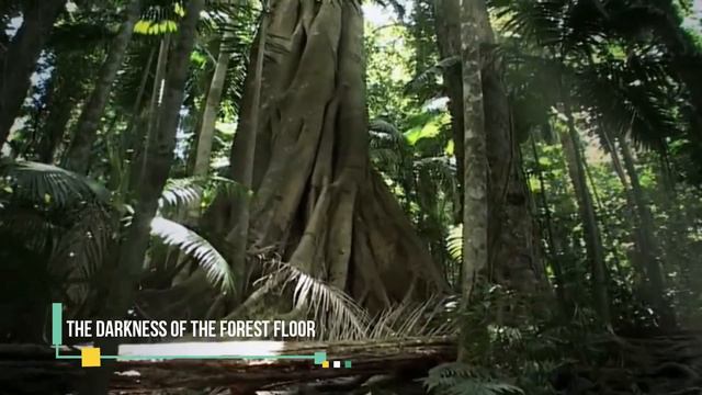 TOP 15 Mysterious Jungle Discoveries in the Amazon смотреть онлайн