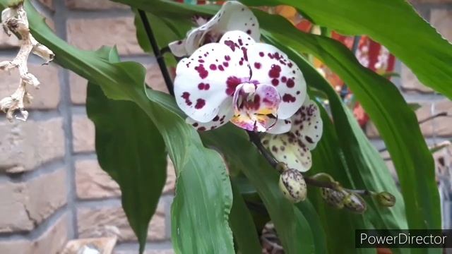Орхидеи - цветение в июле. Каттлея, Дендробиум, Хизис, Фаленопсис, Бульбофиллум и другие. смотреть онлайн