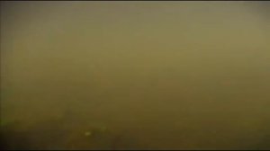 Дикий мир будущего