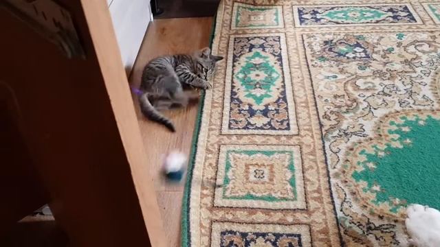 Как приучить котёнка к страшной собаке 2 смотреть онлайн