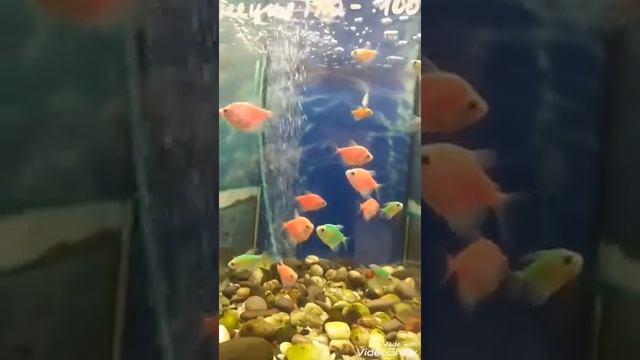 Акварин. смотреть онлайн