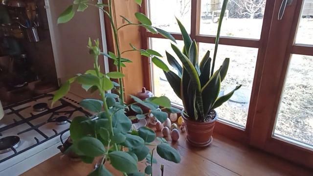 Сохраняю розу до высадки в грунт. Убираю бутоны, как и зачем?(часть 2)
