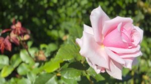 Savoy Hotel Rose Review