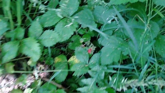 Дачные будни.#дача#теплица#урожай# смотреть онлайн