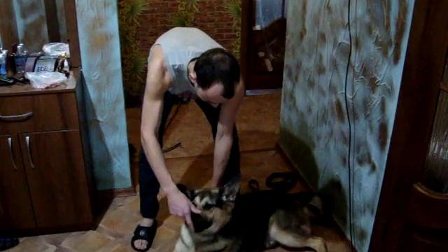 Обучение немецкой овчарки командами сидеть и лежать))) смотреть онлайн