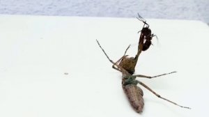 Эти Муравьи Пожирают Всех на Своем Пути. Самые опасные колонии муравьев!