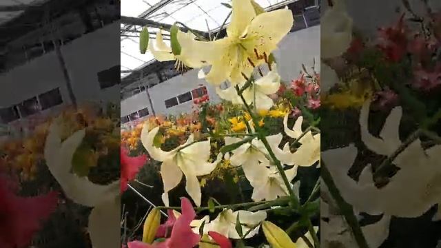 Lilia tygrysia ? Lilium tigrinum 'Sweet Surrender' ? Zobacz jak wygląda ? - CEBULE które KWITNĄ - смотреть онлайн