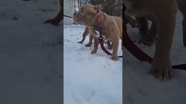 Гулять пока ещё очень страшно🥰🥰 Американский булли смотреть онлайн