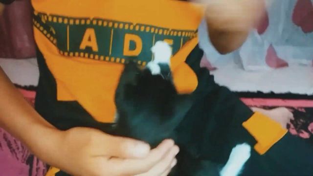 Cute cat playing with his owner смотреть онлайн