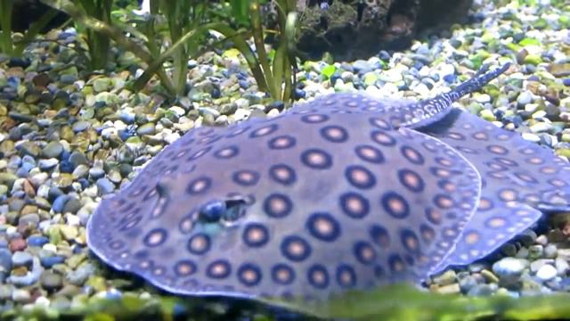 Танцующий скат смотреть онлайн