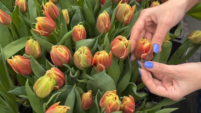 Обзор новых сортов пионовидных тюльпанов