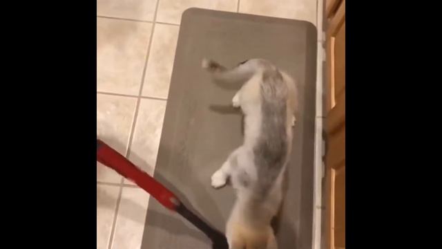 Видео приколы хаски смотреть онлайн