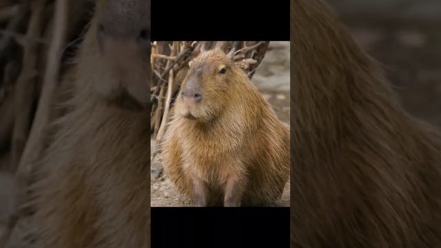 кто за капибар ????? #капибара смотреть онлайн