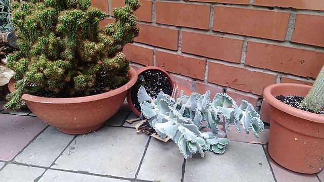 Комнатные цветы. Маленькие трагедии..( смотреть онлайн