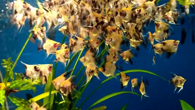 Мальки скалярии кои смотреть онлайн