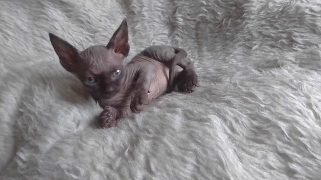 ещё бесилки смотреть онлайн