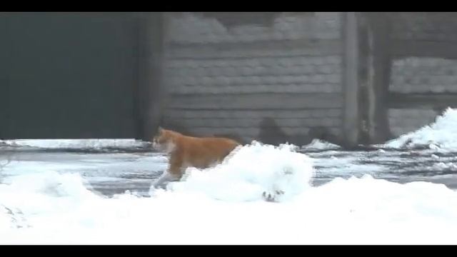Рыжик (видео про кота) смотреть онлайн