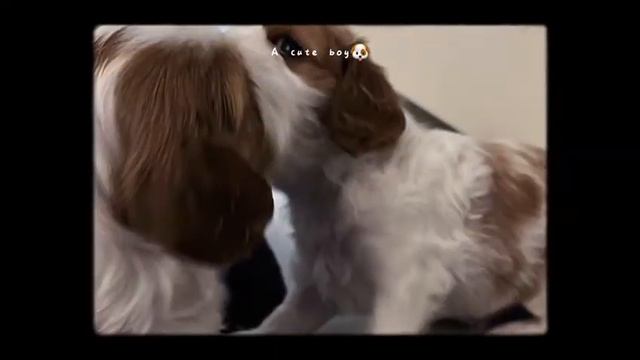 SHOW QUALITY CAVALIER KING CHARLES PUPS смотреть онлайн