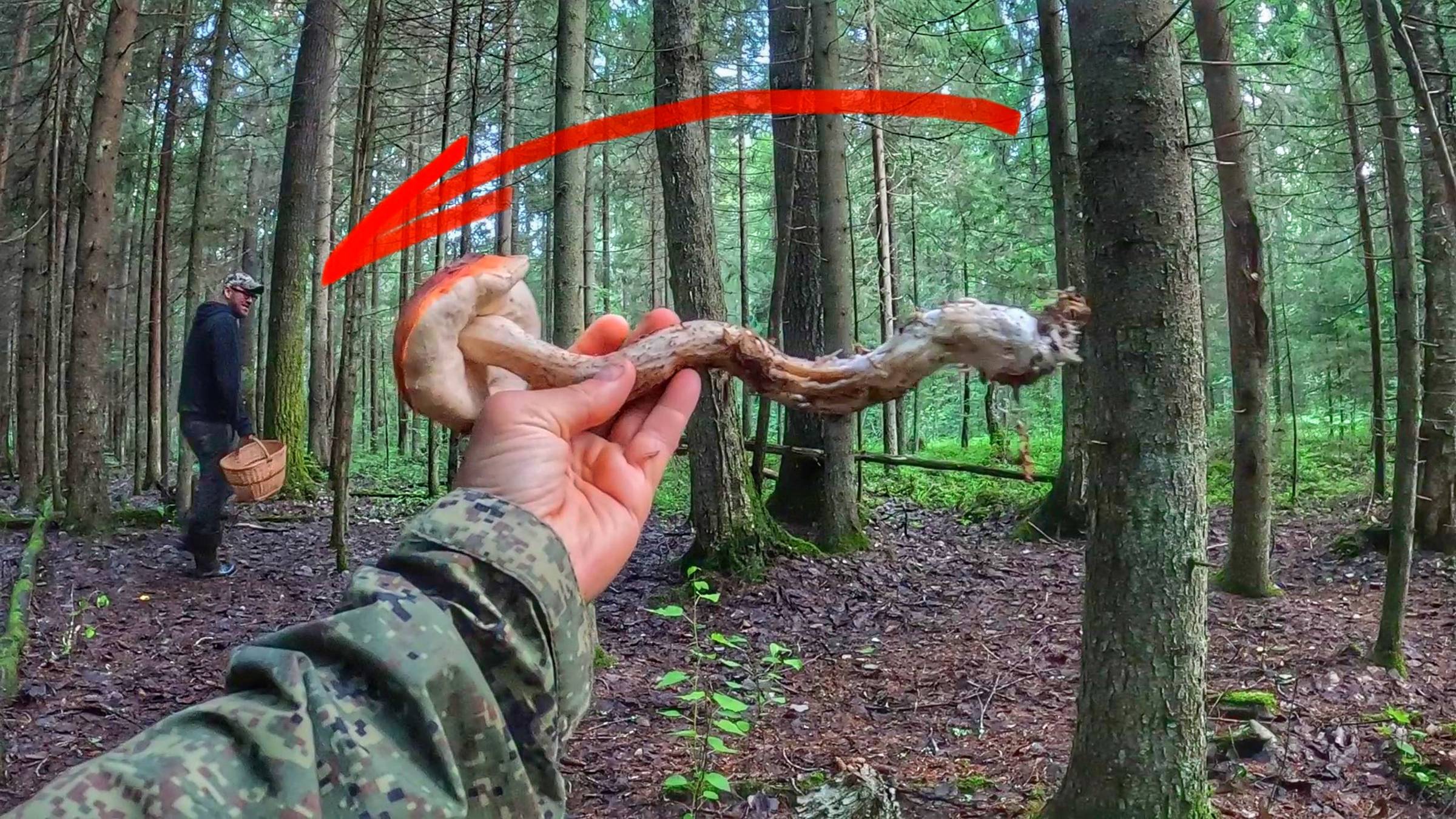 Трудовая тихая охота в еловом лесу Ленинградской области. Нашли огромный гриб более 40см. Грибы 2024 смотреть онлайн