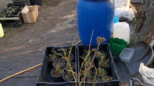 МОНИЛИОЗ. Дадим отпор страшному заболеванию!!!! смотреть онлайн
