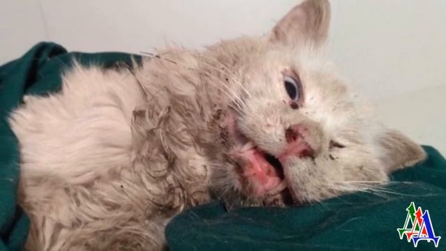 Брошенный хозяевами кот чуть не погиб из-за застрявшей во рту куриной косточки, но… смотреть онлайн