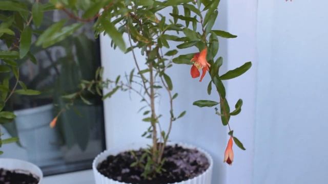 УРА! Пришла СЕРЕБРЯННАЯ КНОПКА Youtube ! Как получить кнопку?