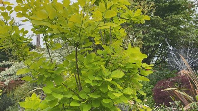 'Golden Spirit' Smoke Tree (Cotinus coggygria) смотреть онлайн