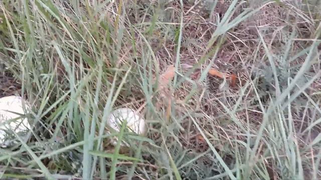 Дикие шампиньоны на обочине (лучше не брать) смотреть онлайн