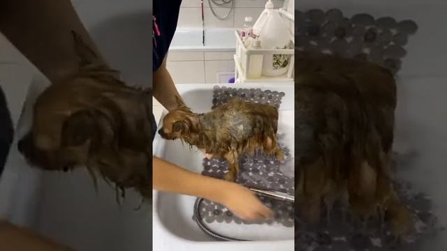 ГРУМИНГ ШПИЦА / УХОД ЗА ШПИЦЕМ 1 часть / ПРЯМОЙ ЭФИР / GROOM SCHOOL смотреть онлайн