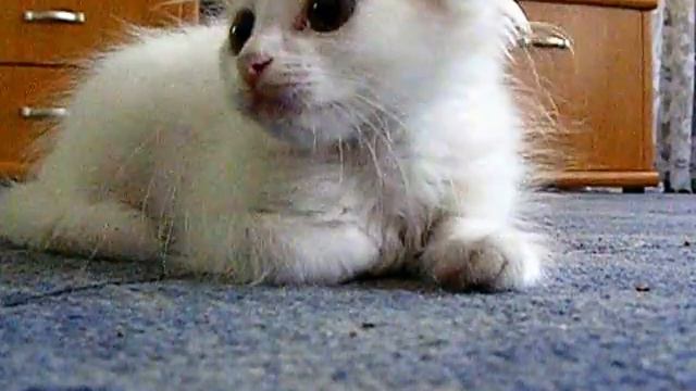 Зарядка!!!Учитесь у кота:) смотреть онлайн
