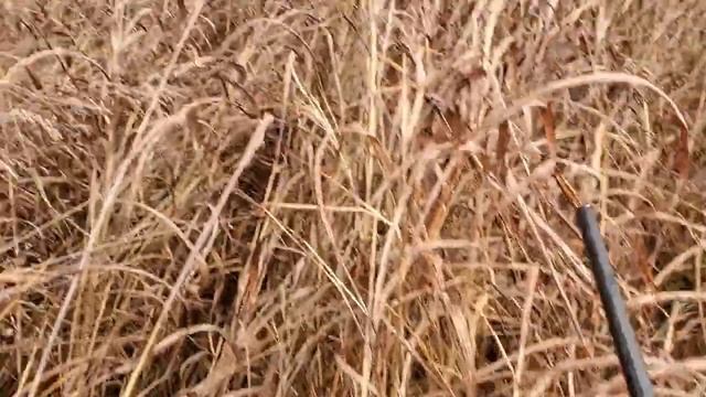 Deer Creek Small Game Season. смотреть онлайн