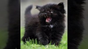 Котенок Уголек ??.Сказка которую очень любят дети!?