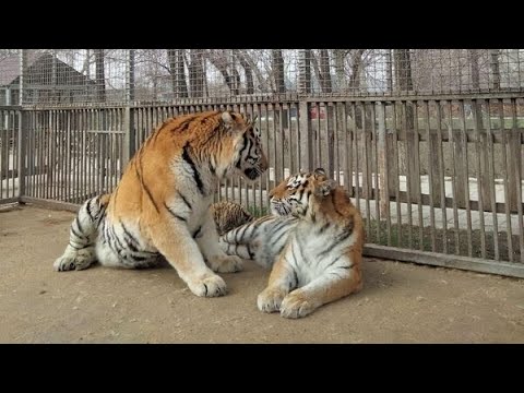 Зоопарк в Мариуполе. Каким он был. смотреть онлайн