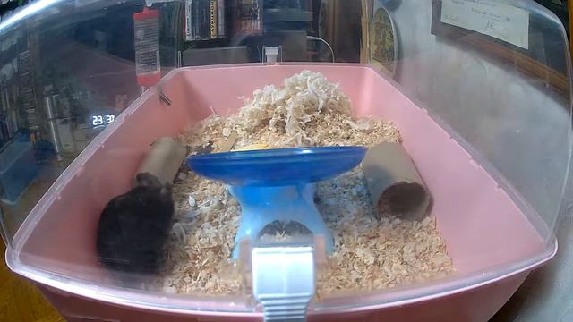 Russian hamster. Сирийский хомяк Василий. 햄스터 Самоизоляция. смотреть онлайн