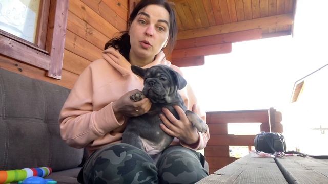 Алиментный щенок ? Что это ? Давайте разбираться ! смотреть онлайн