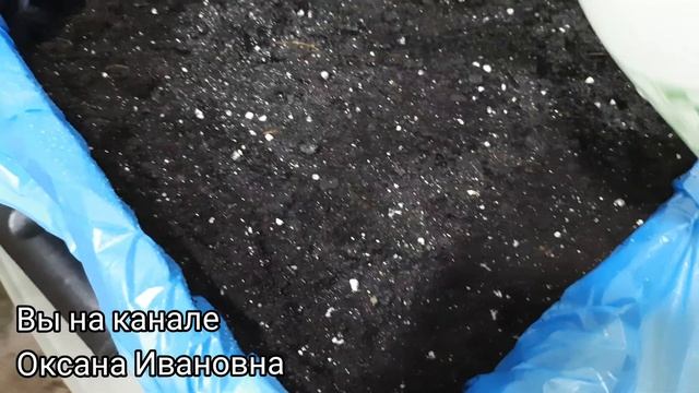 47. Сажаю картофель на балконе смотреть онлайн