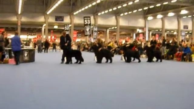 Dogshow, winner 2012, 9 December, Helsinki смотреть онлайн