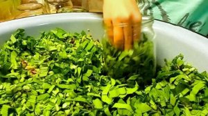 С внуком солим черемшу ? на зиму.