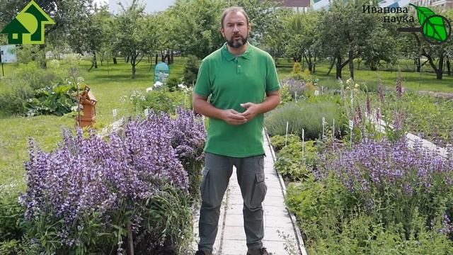 ЧЕСНОК ВЫКИНУЛ ЖЕЛТЫЙ ФЛАГ. Почему желтеет чеснок и как этого избежать. Обработка почвы от болезней