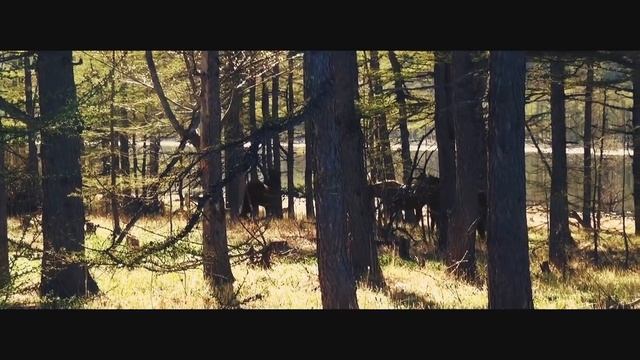 ПРИРОДА РОССИИ. Дальний Восток. Дикие лошади на Кохальном / Wild horses on Kokhalny смотреть онлайн