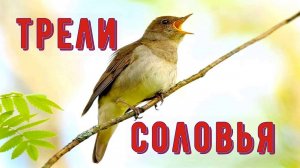 Трели соловья в природе