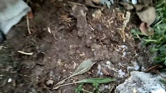 Борьба с мышами в саду! Пробую средство от грызунов в зимний период для своих роз и яблони!