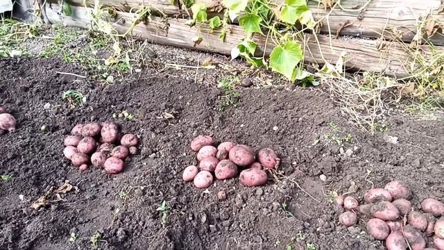 Уборка Картофеля смотреть онлайн